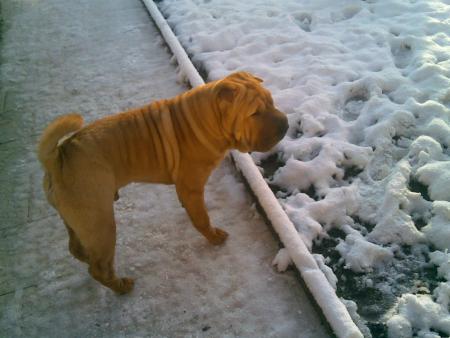 ma sharpouille dans la neige