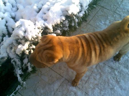mon loulou intrigué par la neige lol