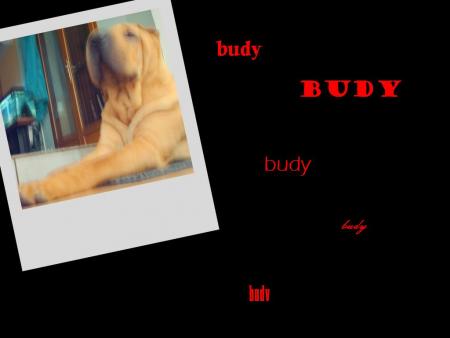 budy