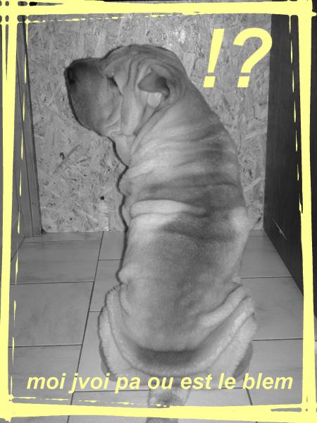 budy